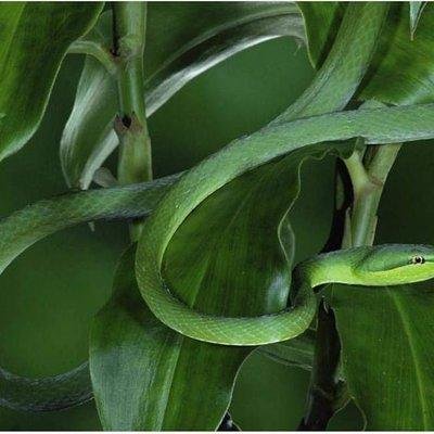 habilidades-evolucion-neurodivergencias Habilidades enlazadas con la evolución de las neurodivergencias